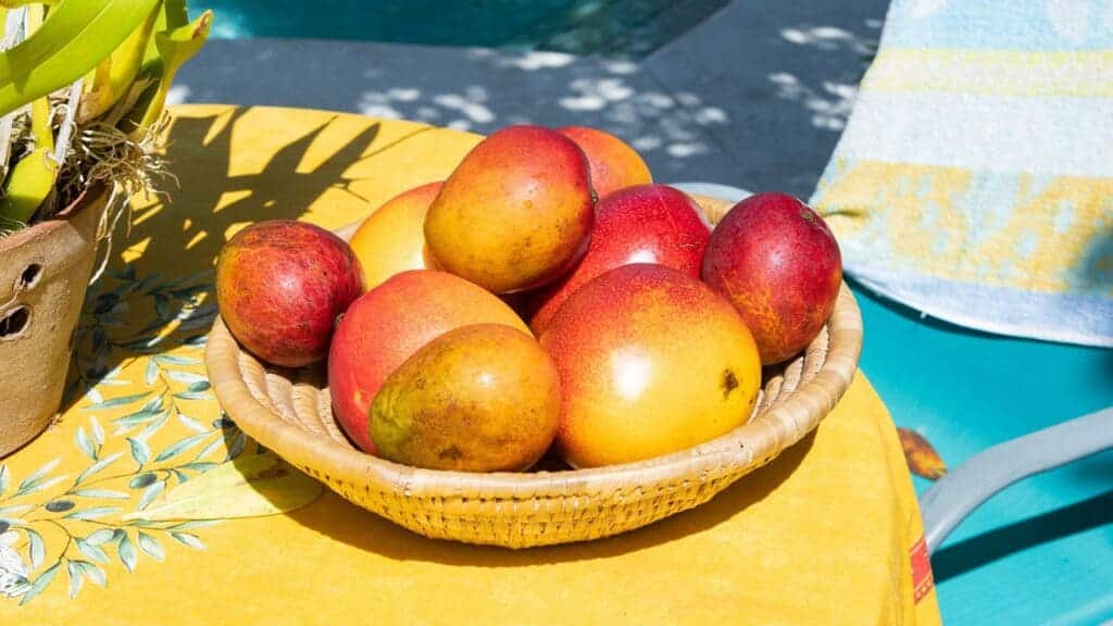 A bunch of red and yellow mangoes in a basket placed in sun