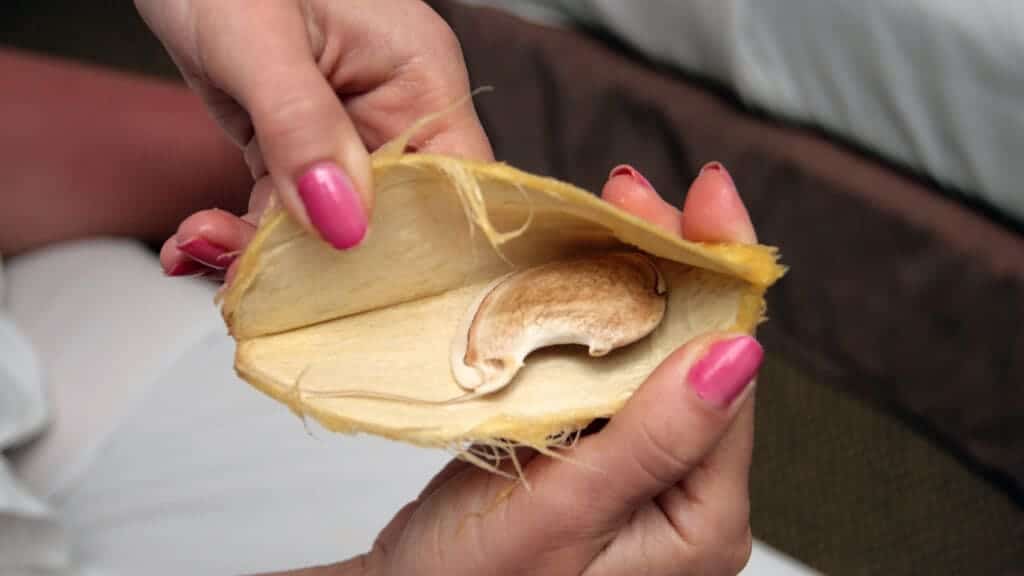 A hand opening a cut mango skin with seed inside