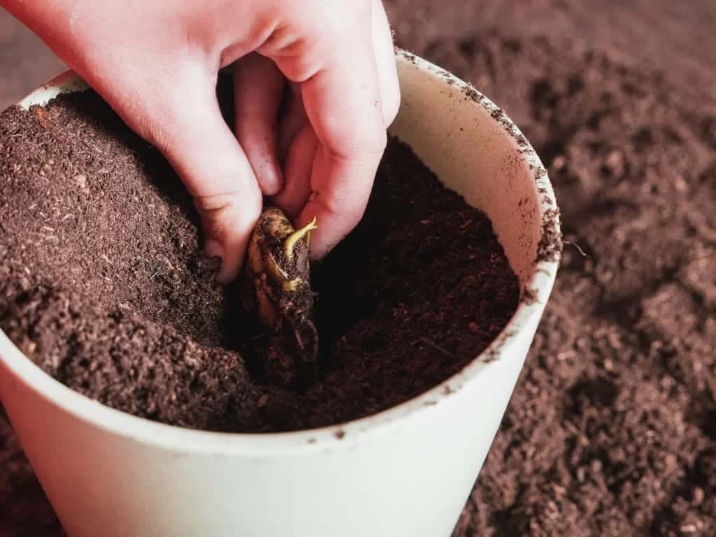 A person putting a mango seed in soil for germination