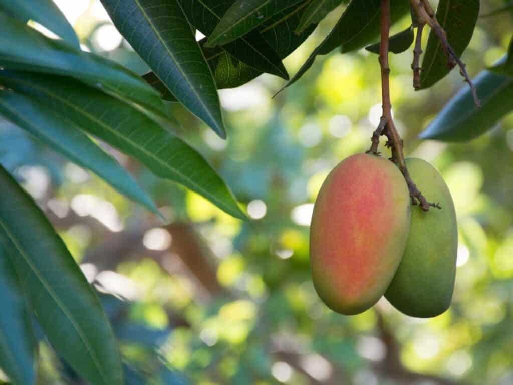 A view of a green unripe mango on a tree