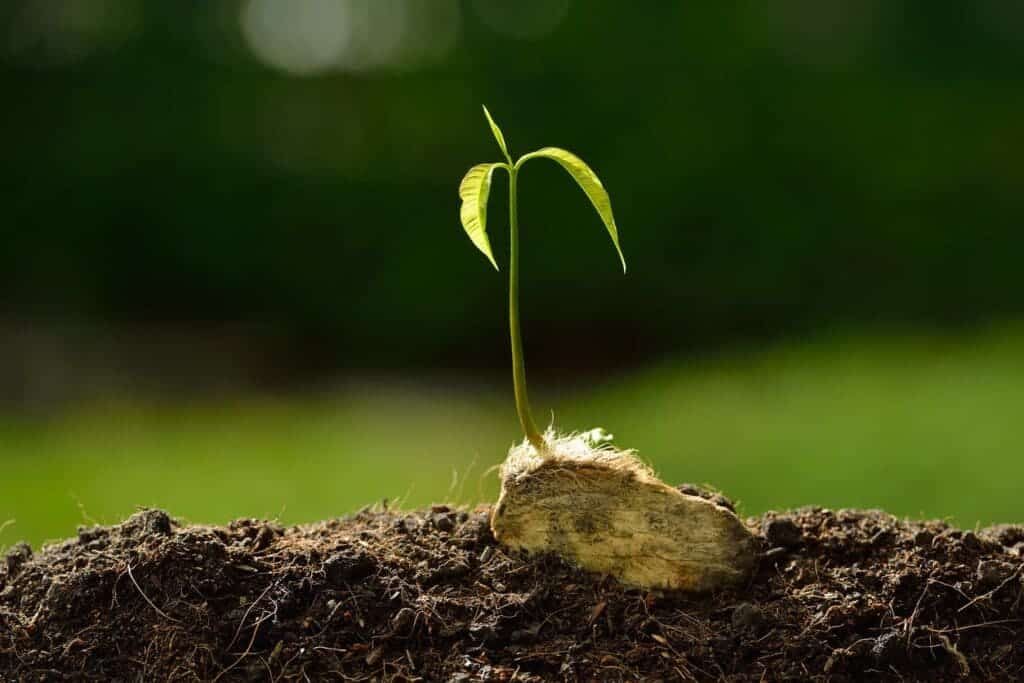 A view of seed sprouting from soil