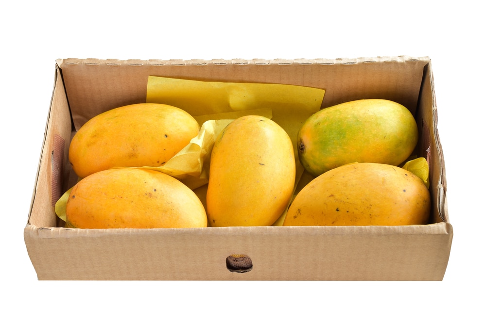 Famous Fresh Ripe Raw Honey Mango On A White Background mango