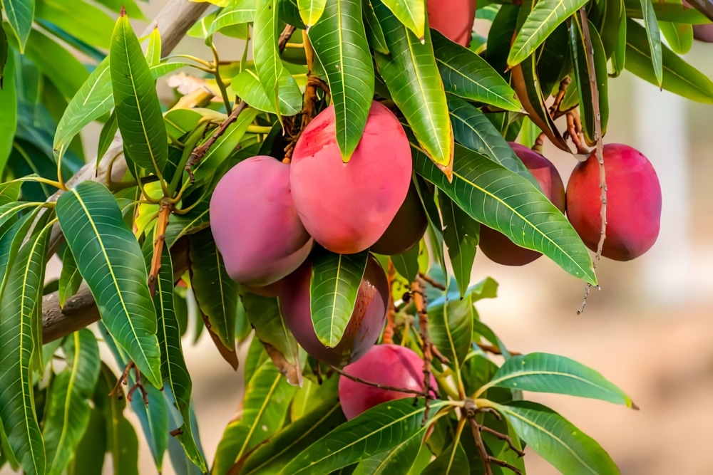 Red Mangoes On Tree Branches