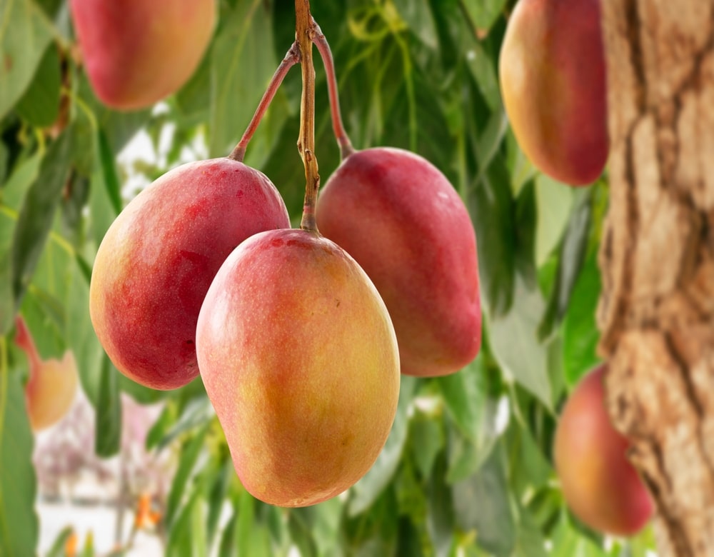 Ripe Mango Fruits On Mango Tree Green Foliage At The