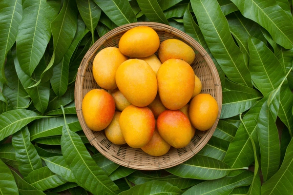 yellow mangoes in a basket with leaves background