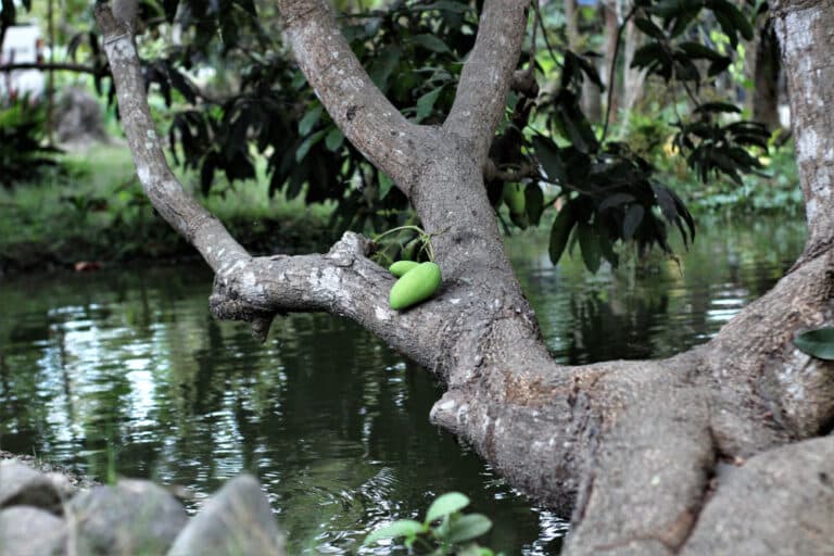 Carabao Mango -The Sweet Taste of Philippines