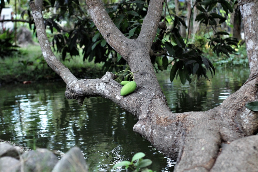 The Carabao Mango (mangifera Indica) From The Philippines 