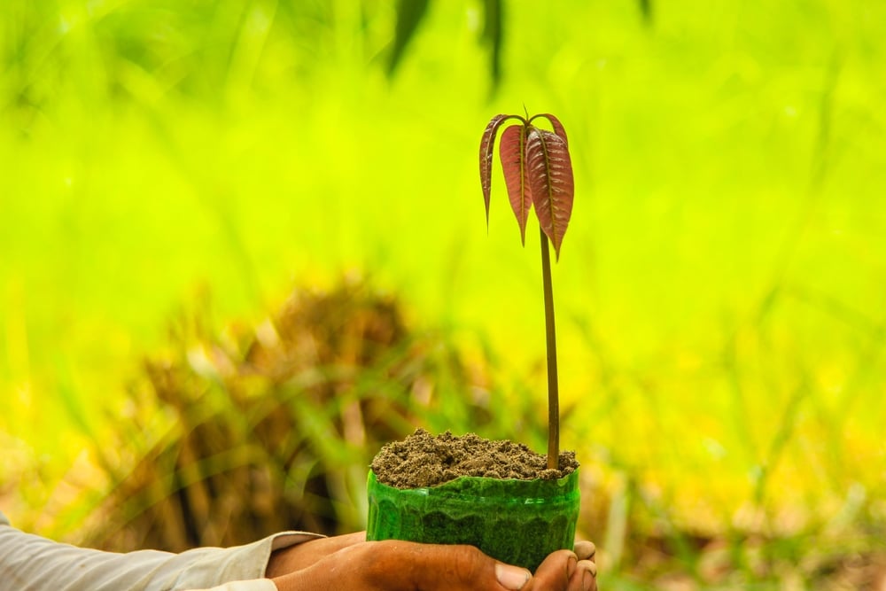 Hand holding pot of new growing mangoes plant