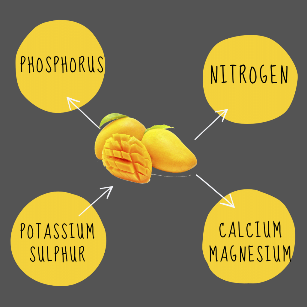 Nutritional Needs of Mango Trees