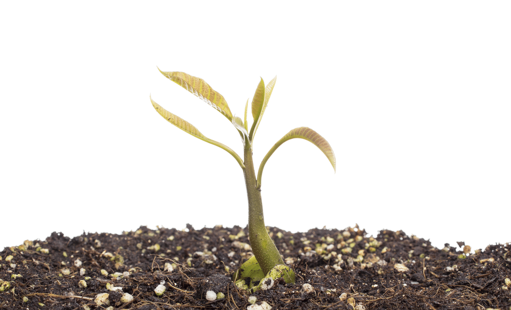 a mango tree growing in a black soil