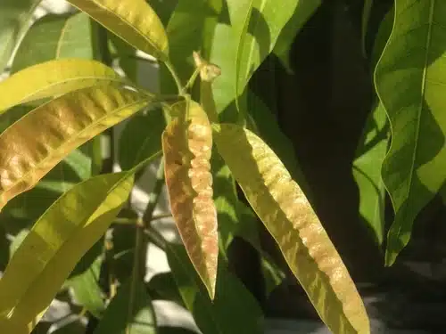 chlorotic mango leaves