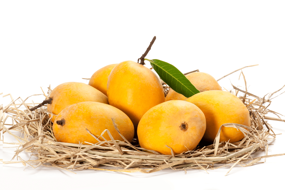 Alphonso Mango kept for ripe in dry grass