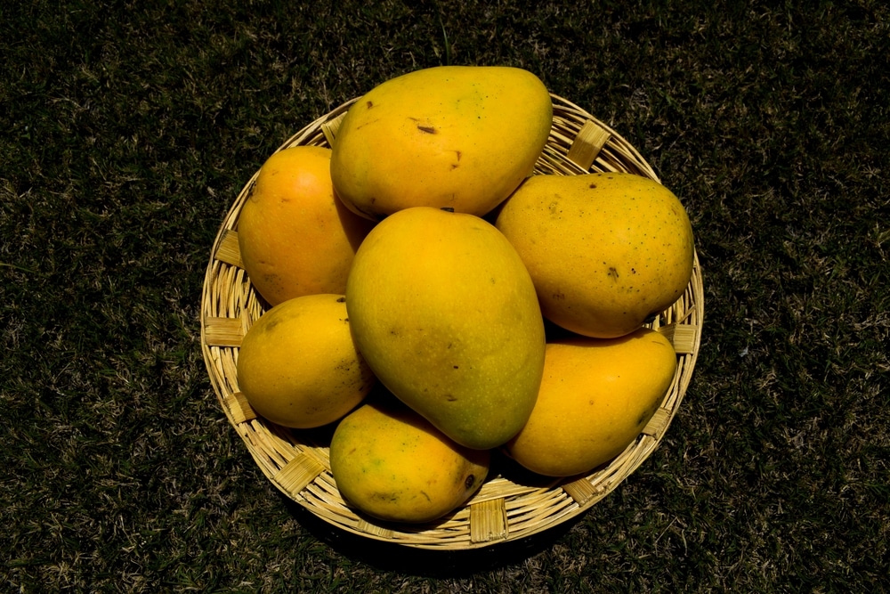 Tasty Indian Mangoes In Basket Badami Mango Fruit Sweet In