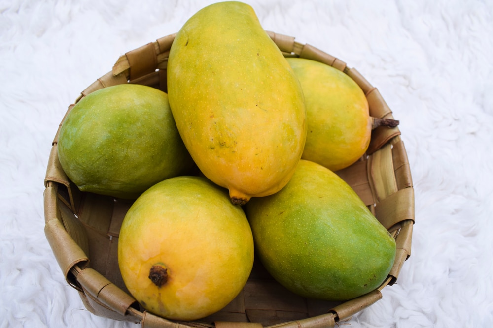 Fresh Kesar Mango Variety From India Grown In Gir Gujarat