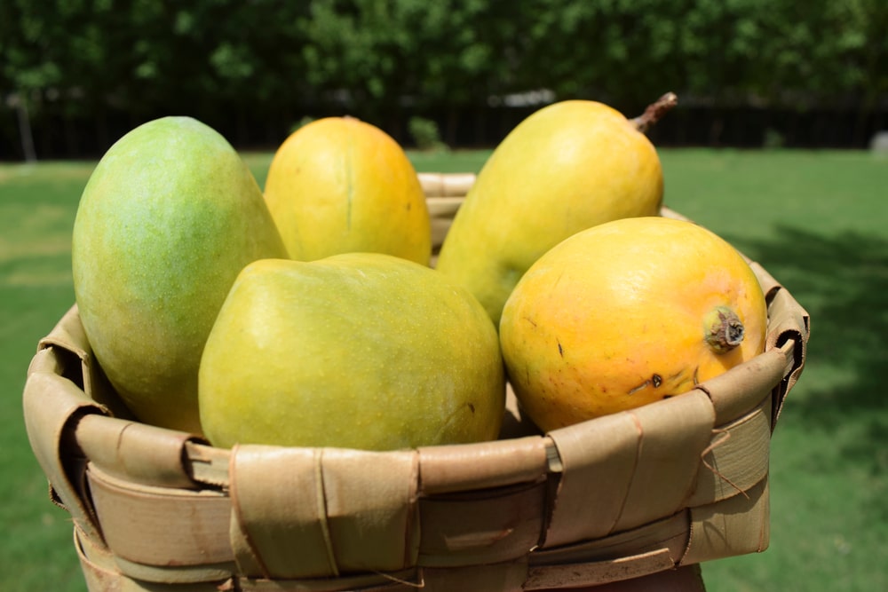 Fresh Kesar Mangoes in a basket