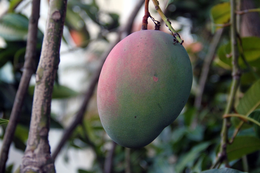 Keitt mango On Tree