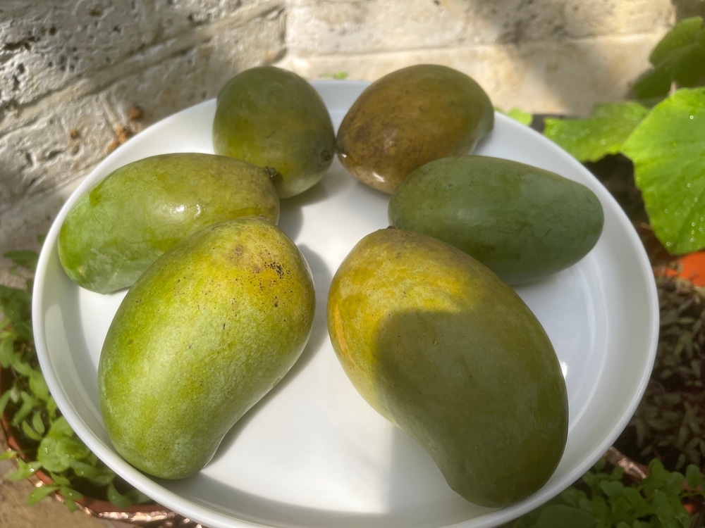 Yummy Delicious Bengali Himsagar Mango In A White Plate