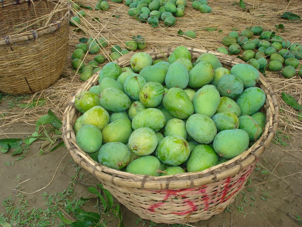 mangoes in a basket