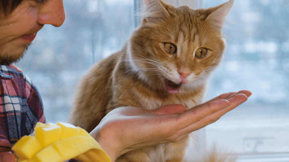 Red cat eating mango from hands in the kitchen