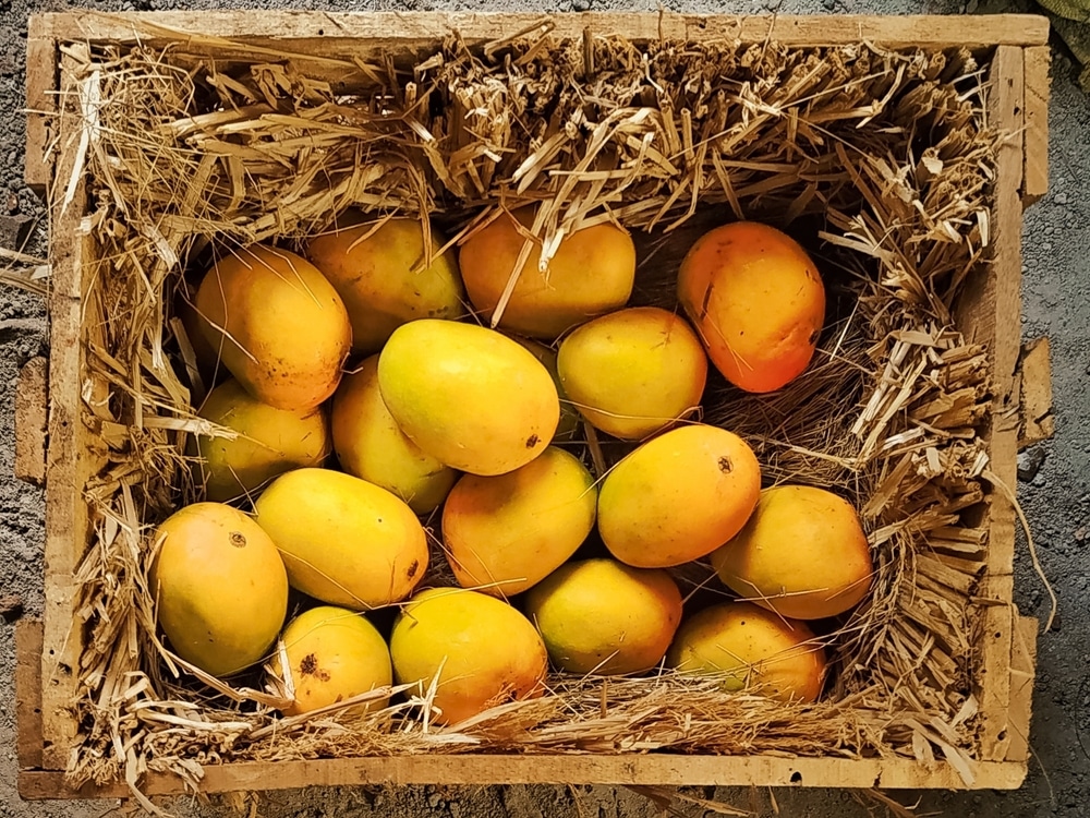 Indian Alphonso Mango Fruits Box Closeup Mango Packing Box (mango