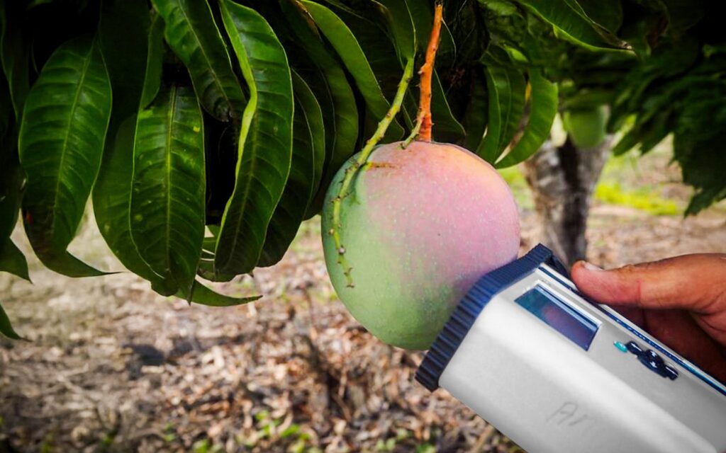 A view of an unripe mango being tested by a machine