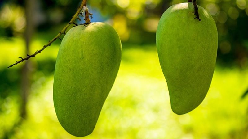 A view of green mangoes hanging