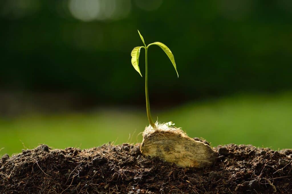 A view of a mango seed growing from soil A view of a mango seed growing from soil