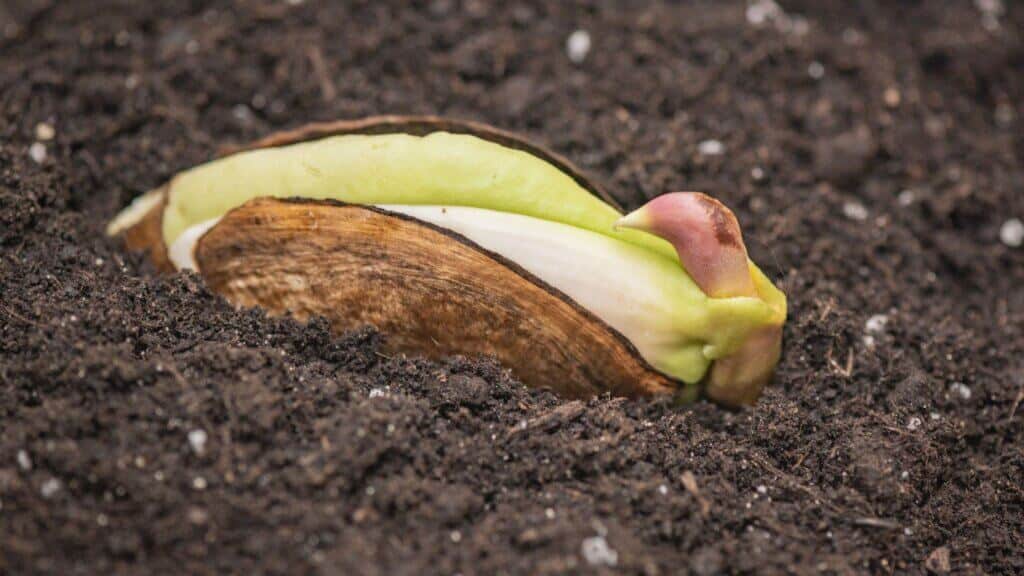 A view of a mango seed inside soil