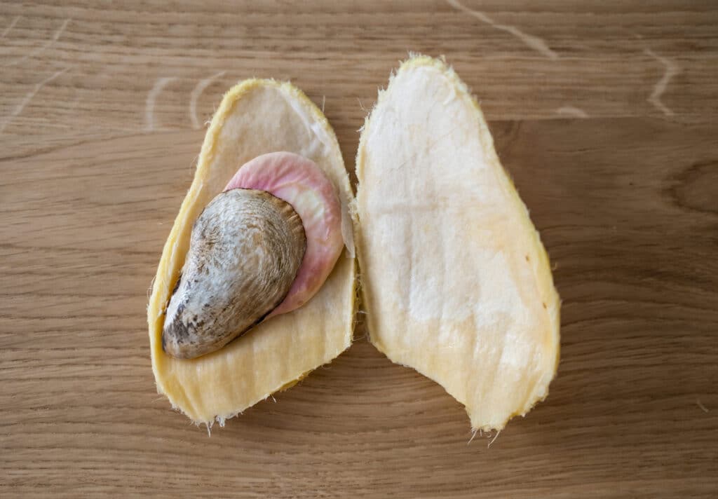 An overhead view of a dried mango seed from the inside An overhead view of a dried mango seed from the inside