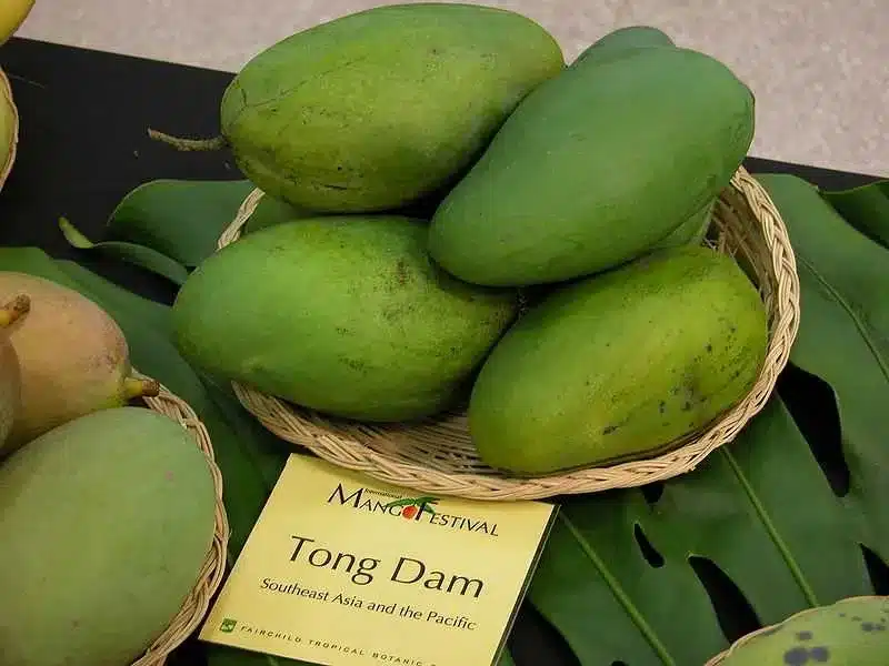 A basket of Tong Dam mangoes with green skin displayed at a mango festival