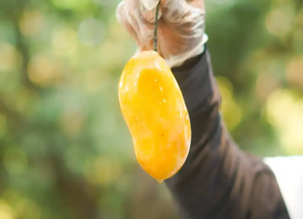 A close up of a ripe golden mango being held by a person wearing gloves with the soft shiny skin catching the light
