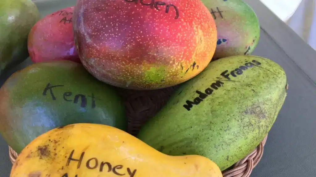 A variety of mangoes labeled with their names