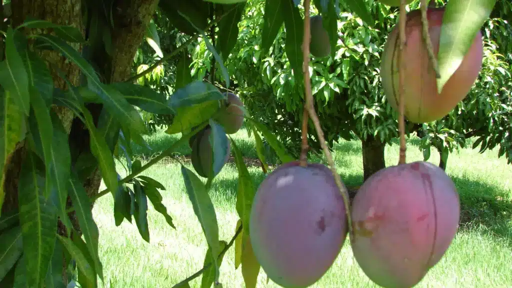 Mangoes hanging from a tree showcasing their purple and green skin surrounded by lush green leaves